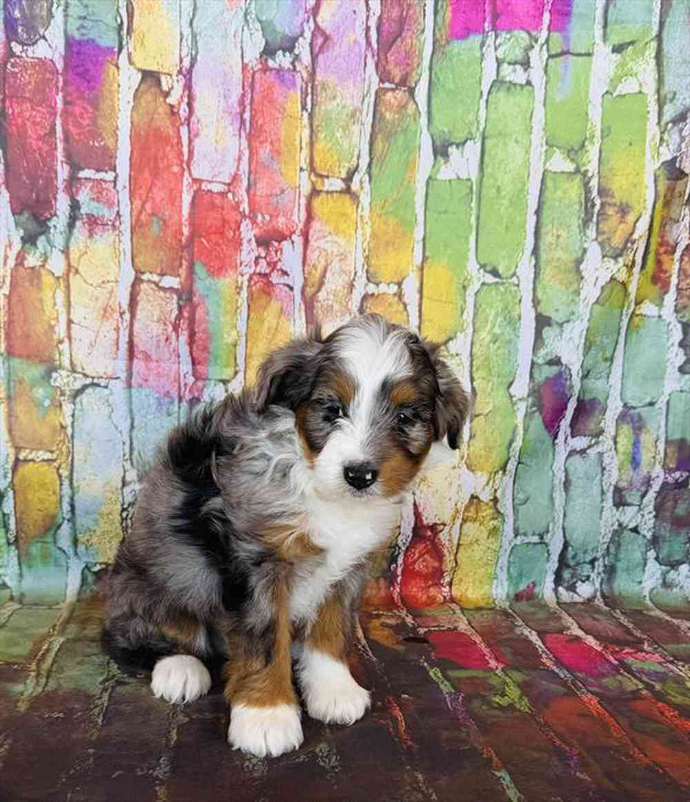 Image of a pet breed in the gallery