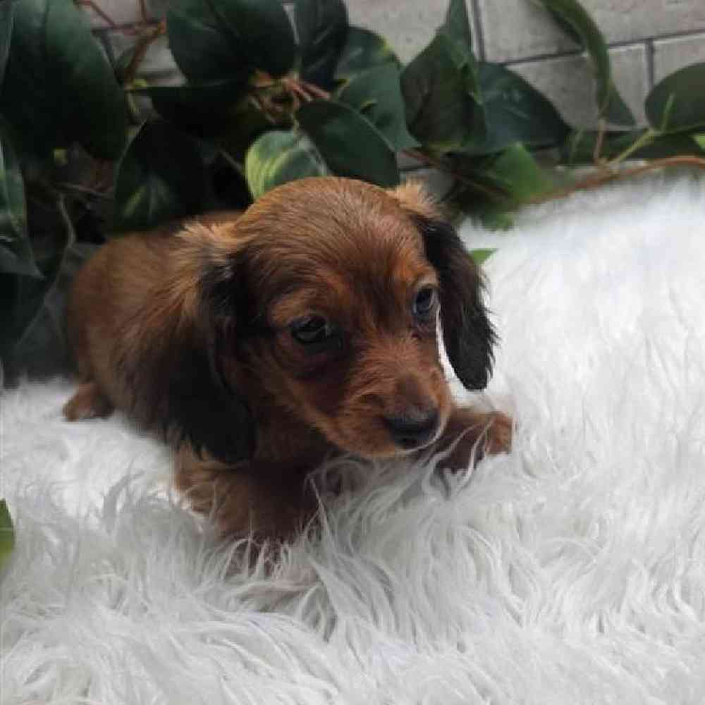 Image of a pet breed in the gallery