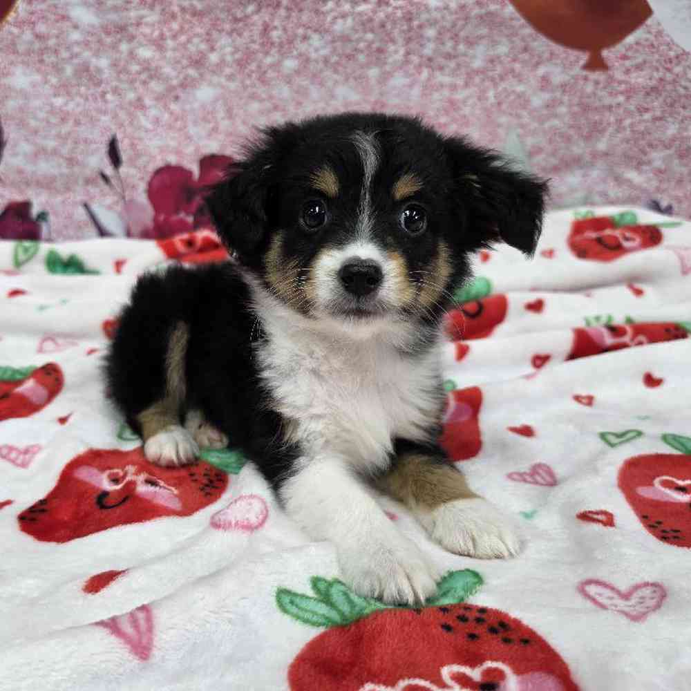 Female Mini Aussie Puppy for Sale in Virginia Beach, VA