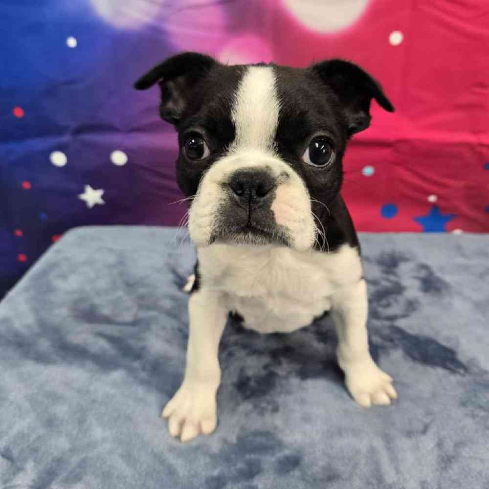 Male Frenchton Puppy for Sale in Virginia Beach, VA