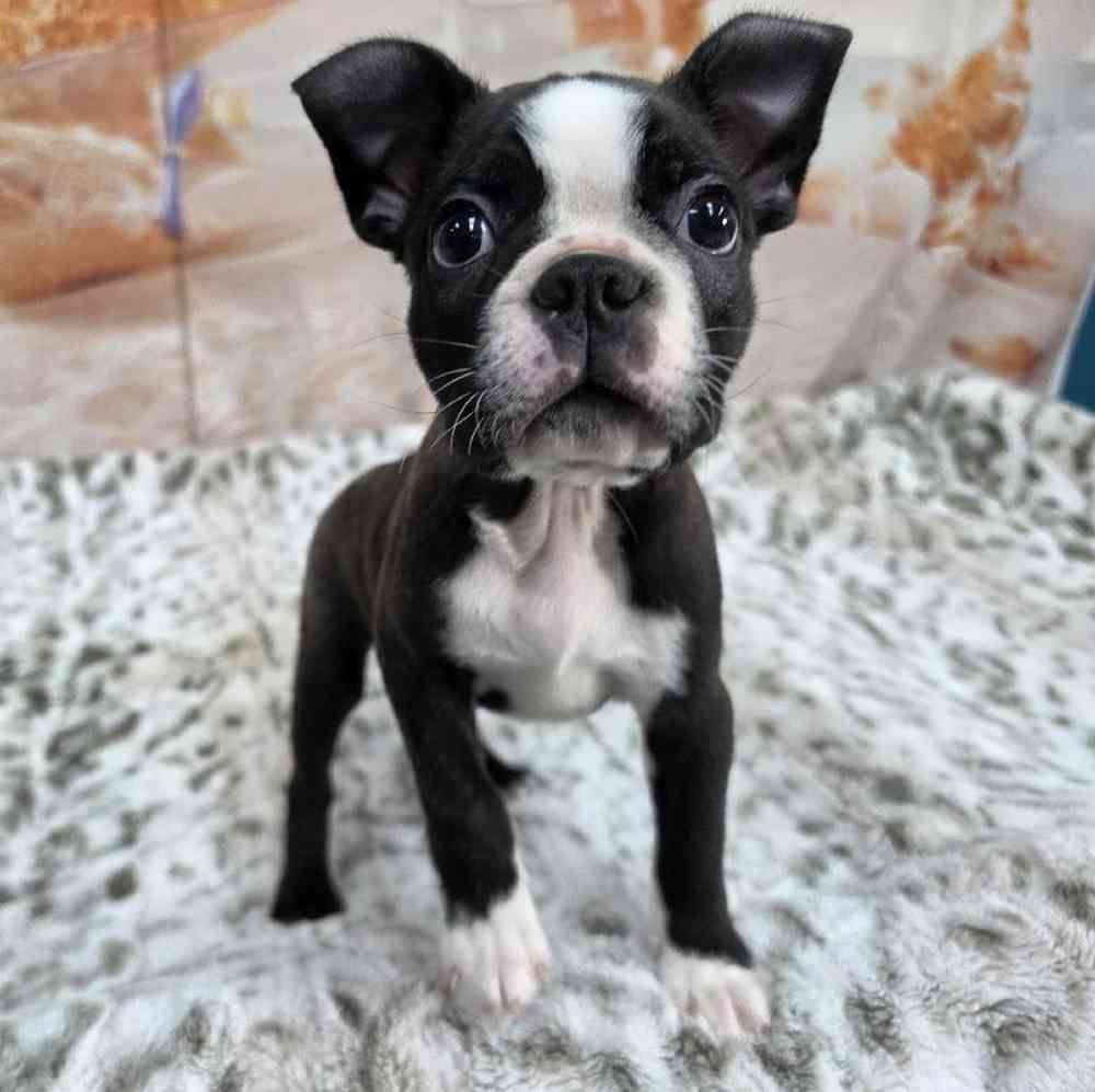 Male Boston Terrier Puppy for Sale in Virginia Beach, VA