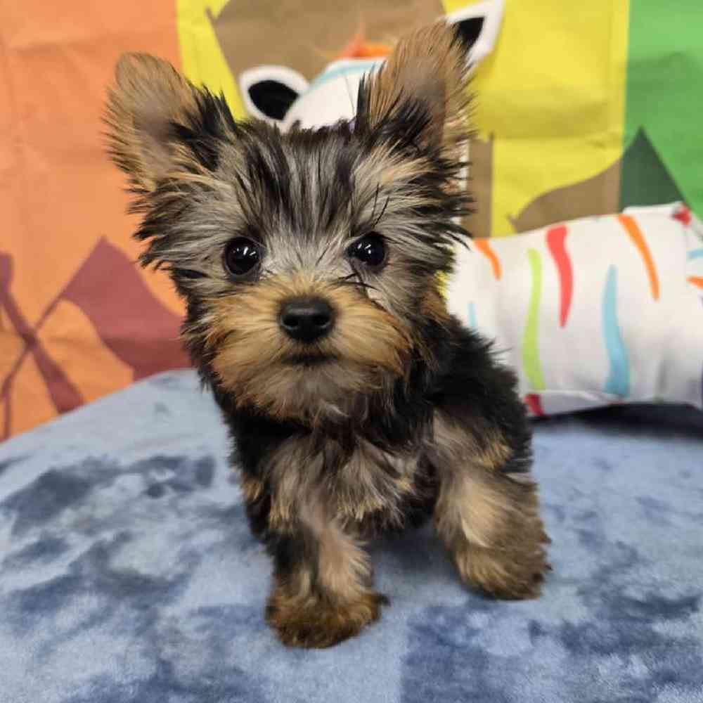 Male Yorkie Puppy for Sale in Virginia Beach, VA