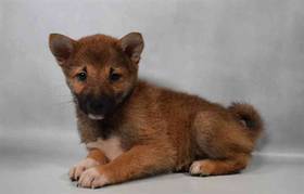 Shiba Inu