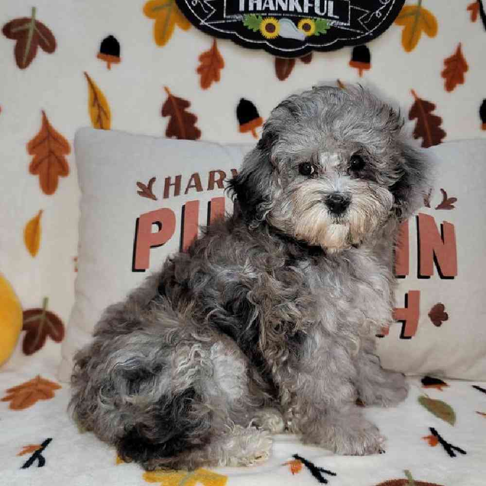 Female Maltipoo Puppy for sale
