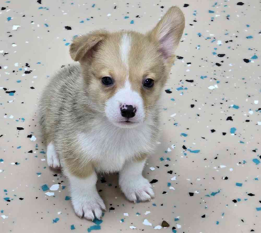 Male Pembroke Welsh Corgi Puppy for Sale in Virginia Beach, VA