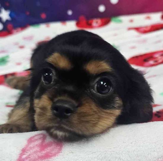 Cavalier King Charles Spaniel