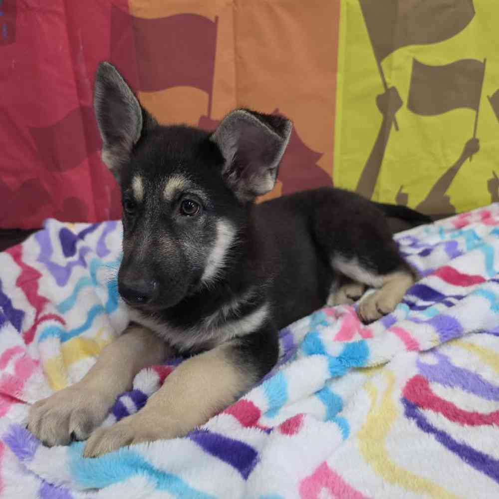 Male German Shepherd Puppy for Sale in Virginia Beach, VA