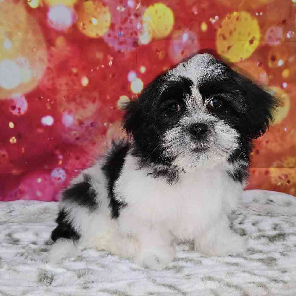 Male Malshi Puppy for Sale in Virginia Beach, VA