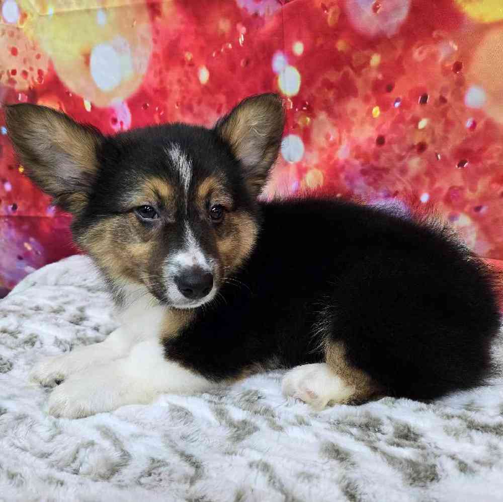 Male Pembroke Welsh Corgi Puppy for Sale in Virginia Beach, VA