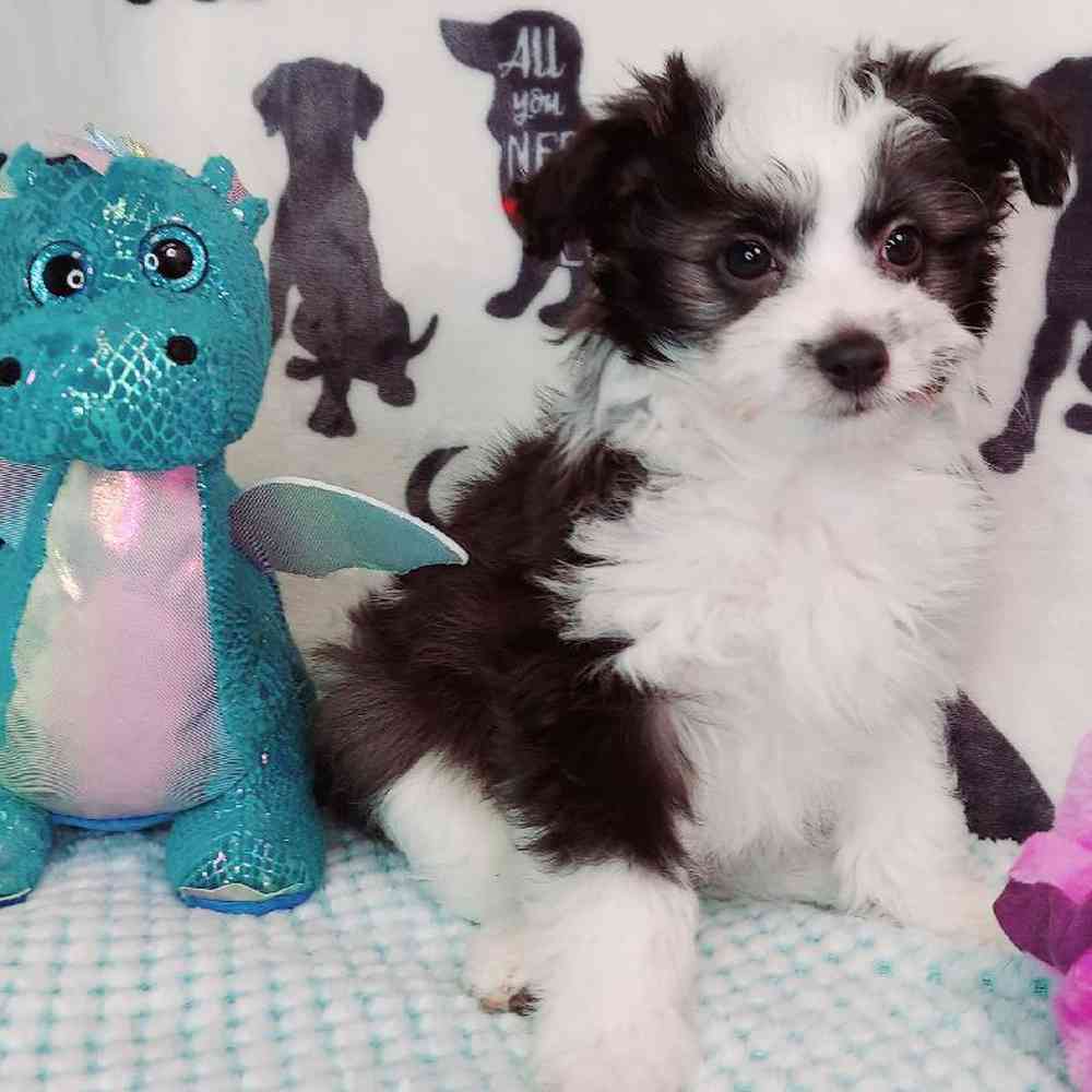 Male Papipoo Puppy for sale