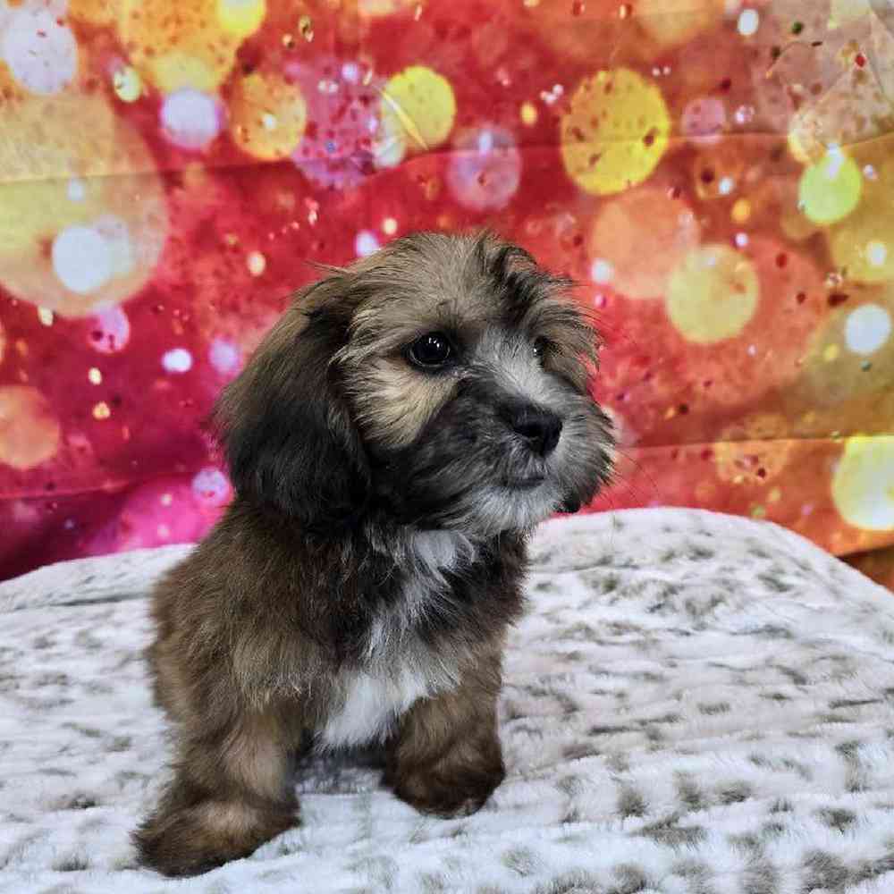Male La-Chon Puppy for Sale in Virginia Beach, VA
