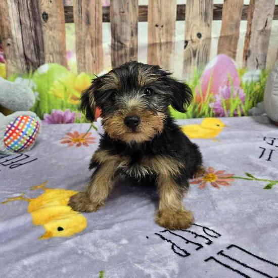 Yorkie