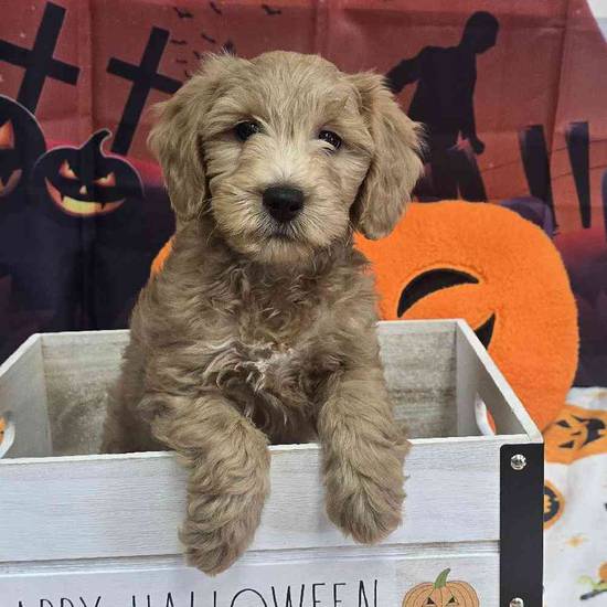 Mini Goldendoodle