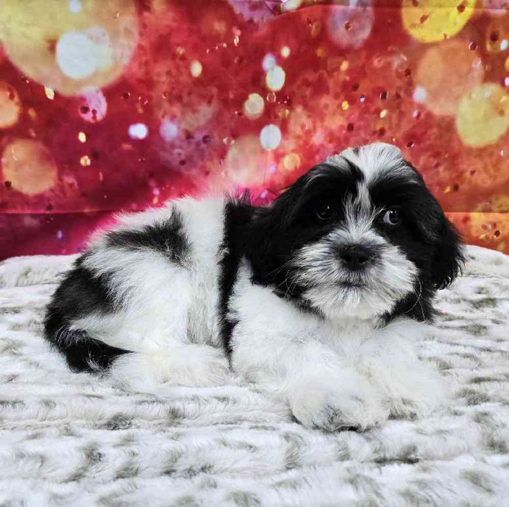 Male Malshi Puppy for Sale in Virginia Beach, VA