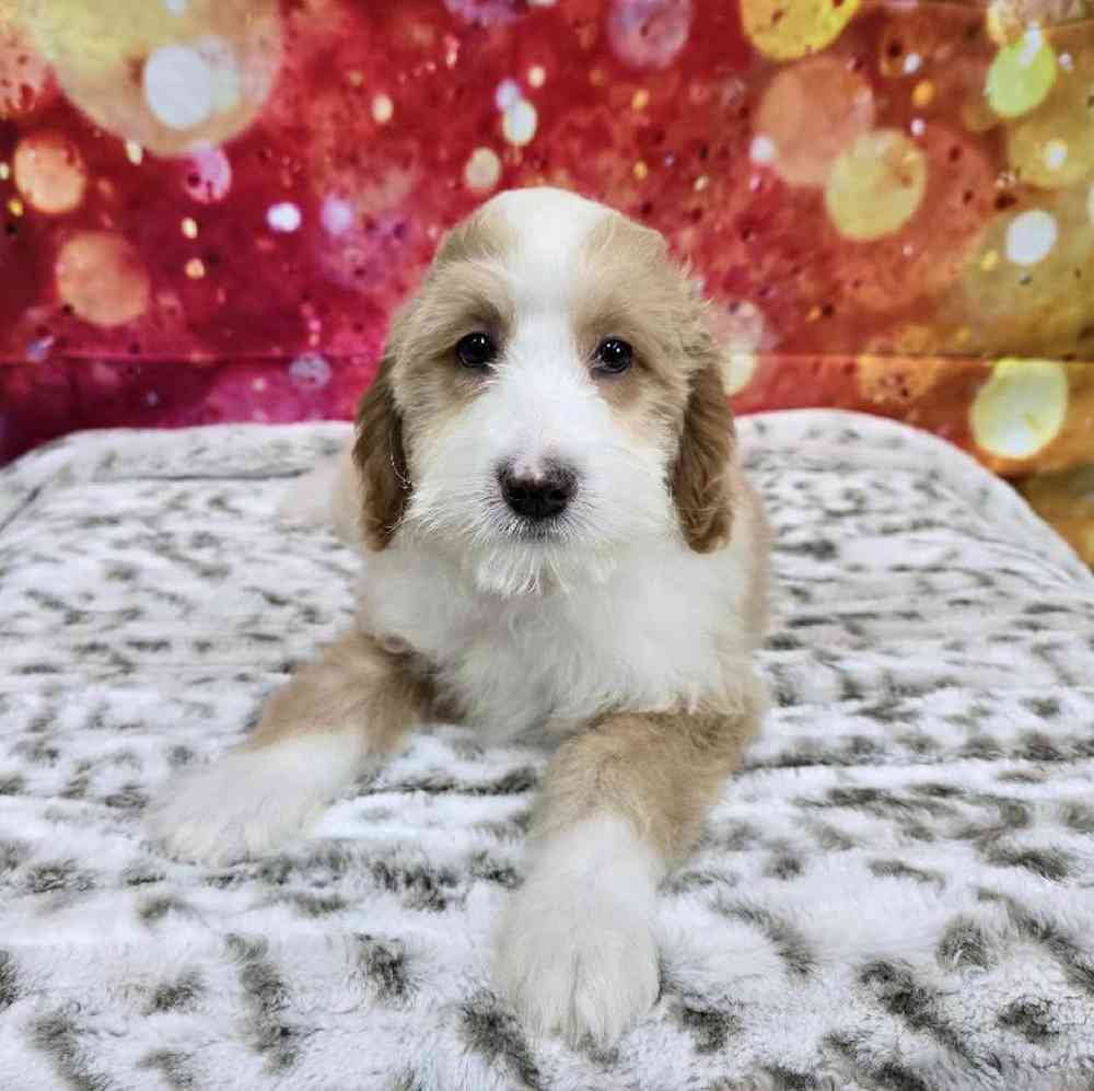 Male Mini Woodle Puppy for Sale in Virginia Beach, VA