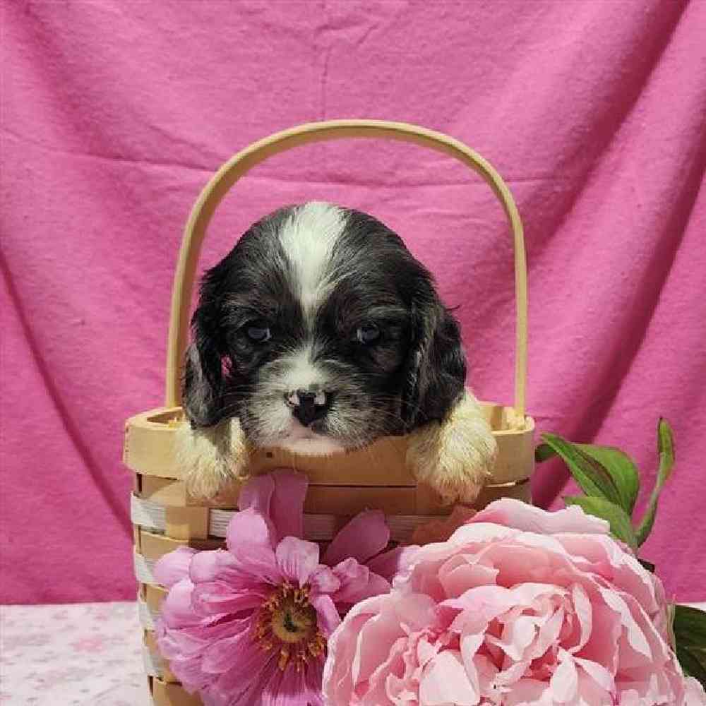 Female Cockapoo Puppy for Sale in Virginia Beach, VA