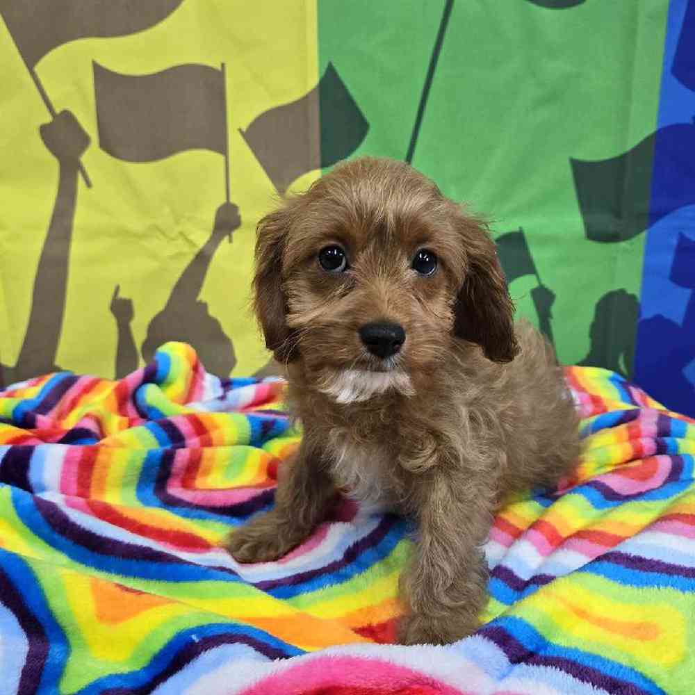 Female Cavapoo Puppy for Sale in Virginia Beach, VA