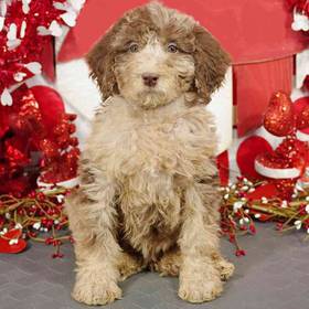 Standard Poodle