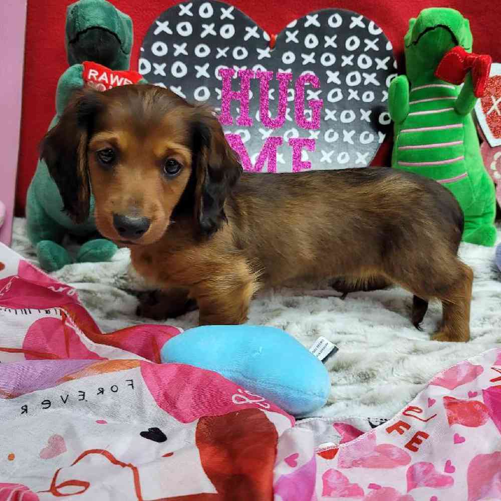 Male Dachshund Puppy for Sale in Virginia Beach, VA