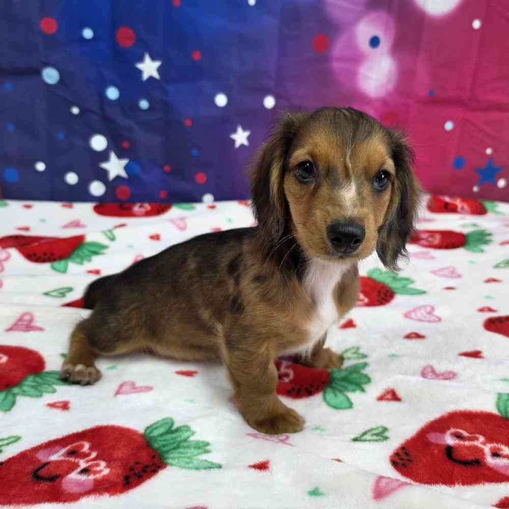 Image of a pet breed in the gallery