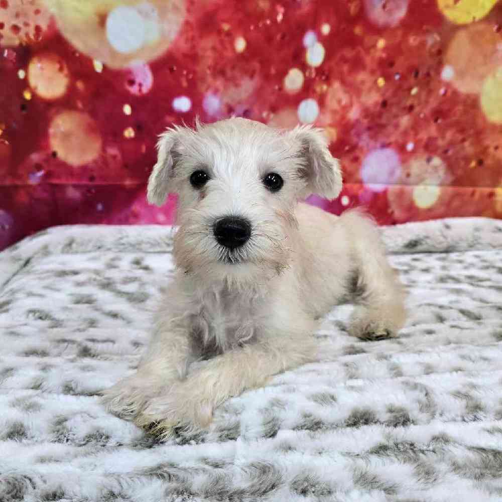Male Mini Schnauzer Puppy for Sale in Virginia Beach, VA