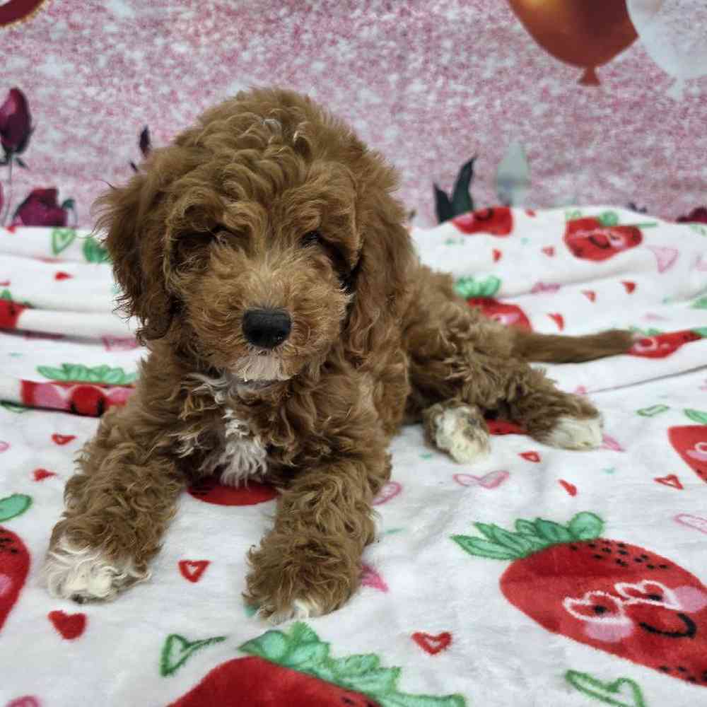 Female Mini Goldendoodle Puppy for Sale in Virginia Beach, VA