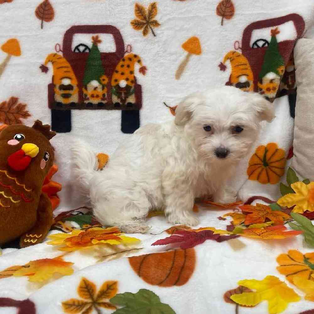 Female Maltese Puppy for sale