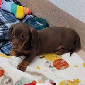 Dachshund