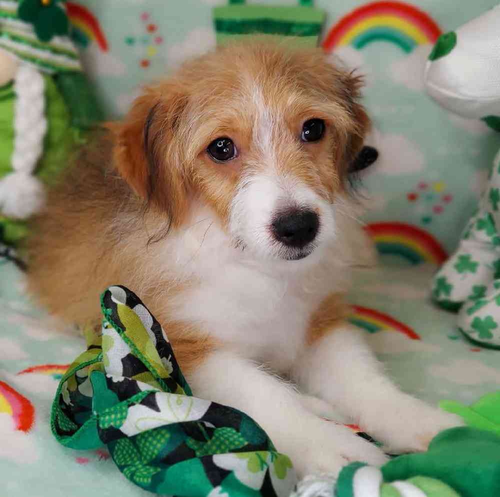 Male Toy Aussiedoodle Puppy for sale