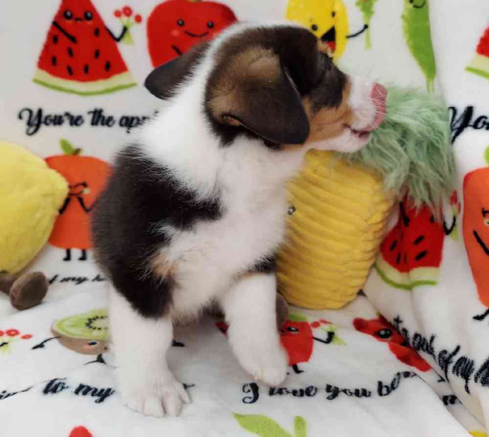 Male Pembroke Welsh Corgi Puppy for sale