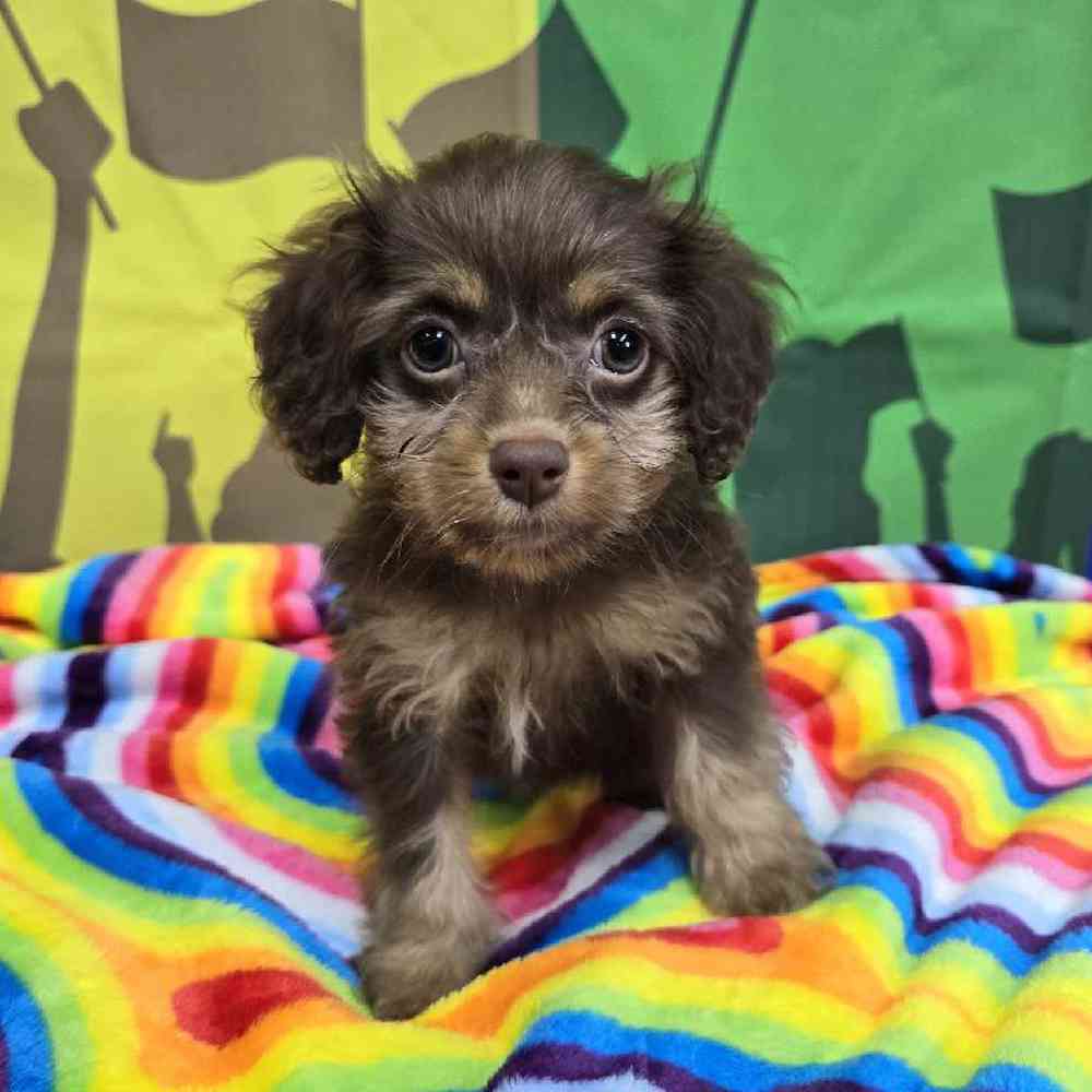 Female Cockapoo Puppy for Sale in Virginia Beach, VA