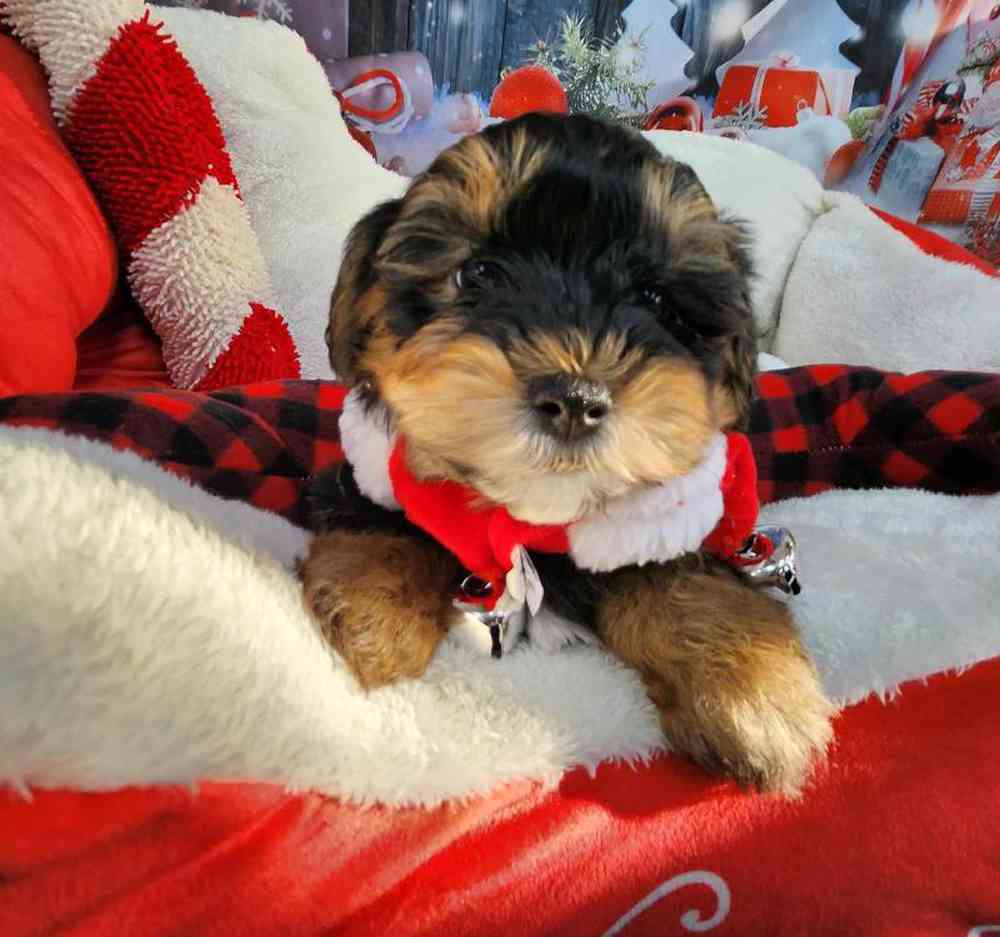 Male Morkie Puppy for Sale in Virginia Beach, VA