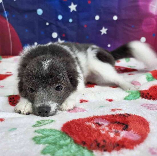 Pomeranian