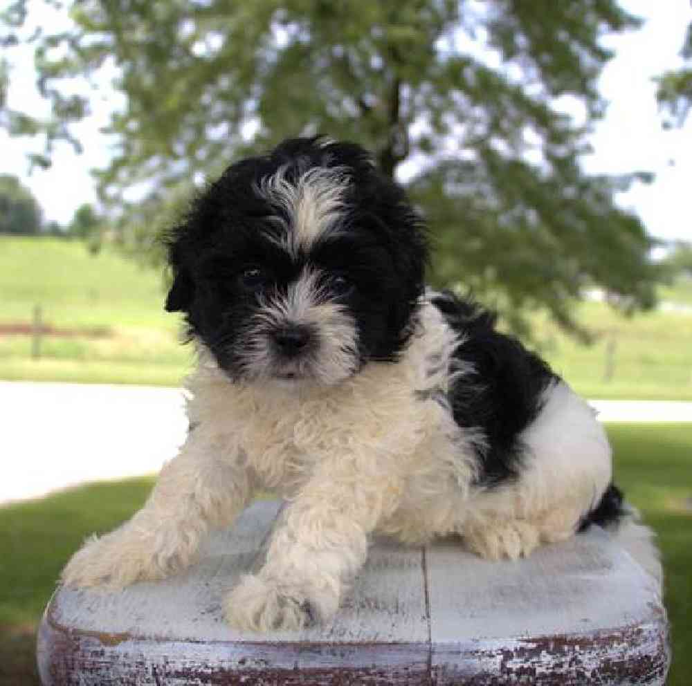 Image of a pet breed in the gallery