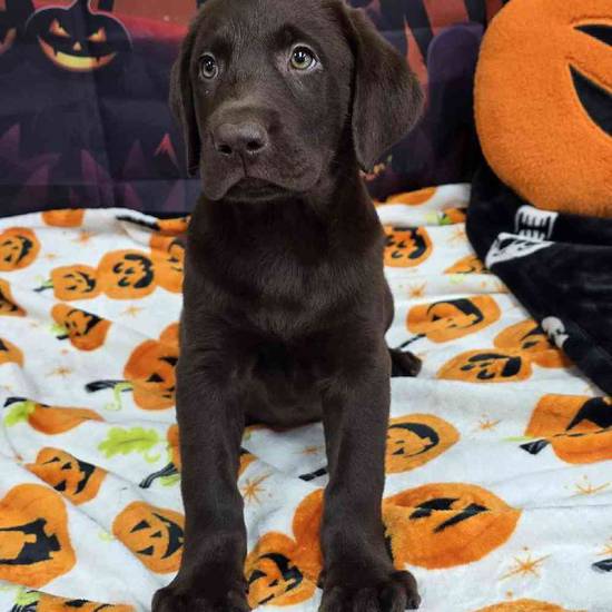 Labrador Retriever
