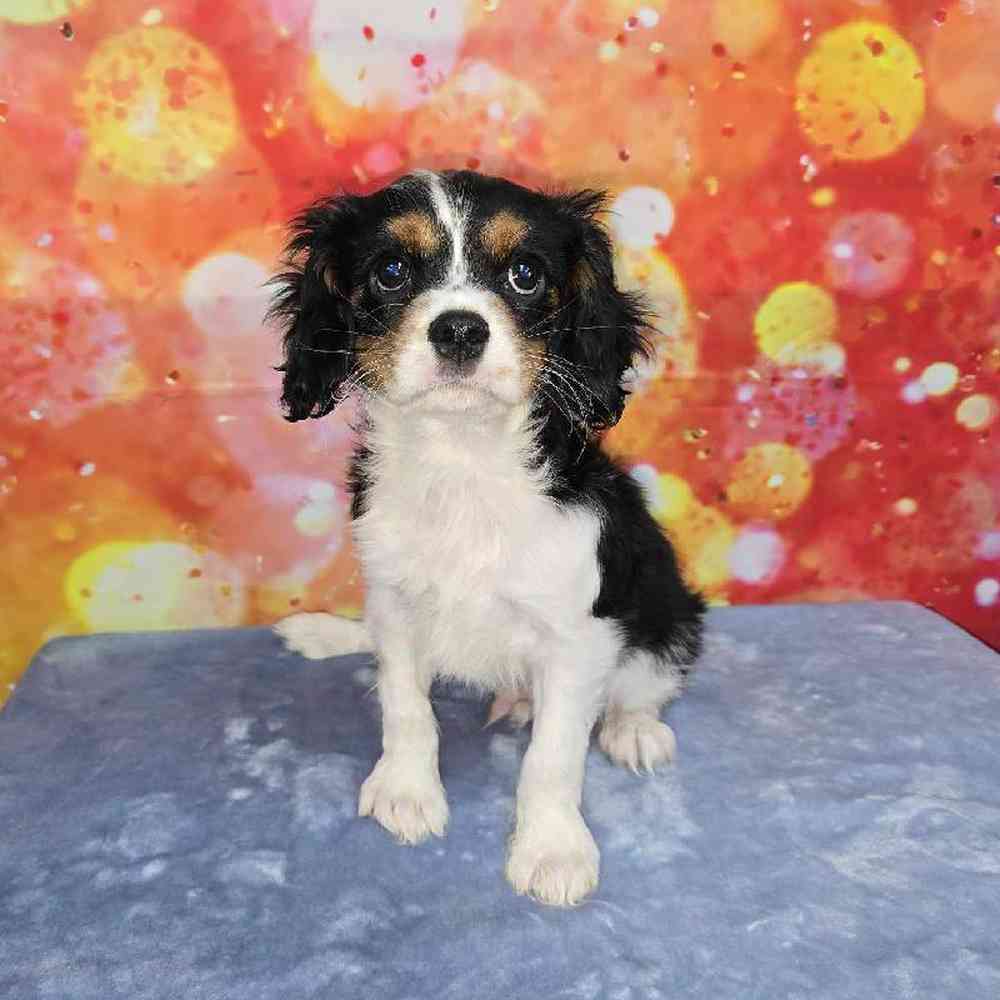 Male Cavalier King Charles Spaniel Puppy for Sale in Virginia Beach, VA