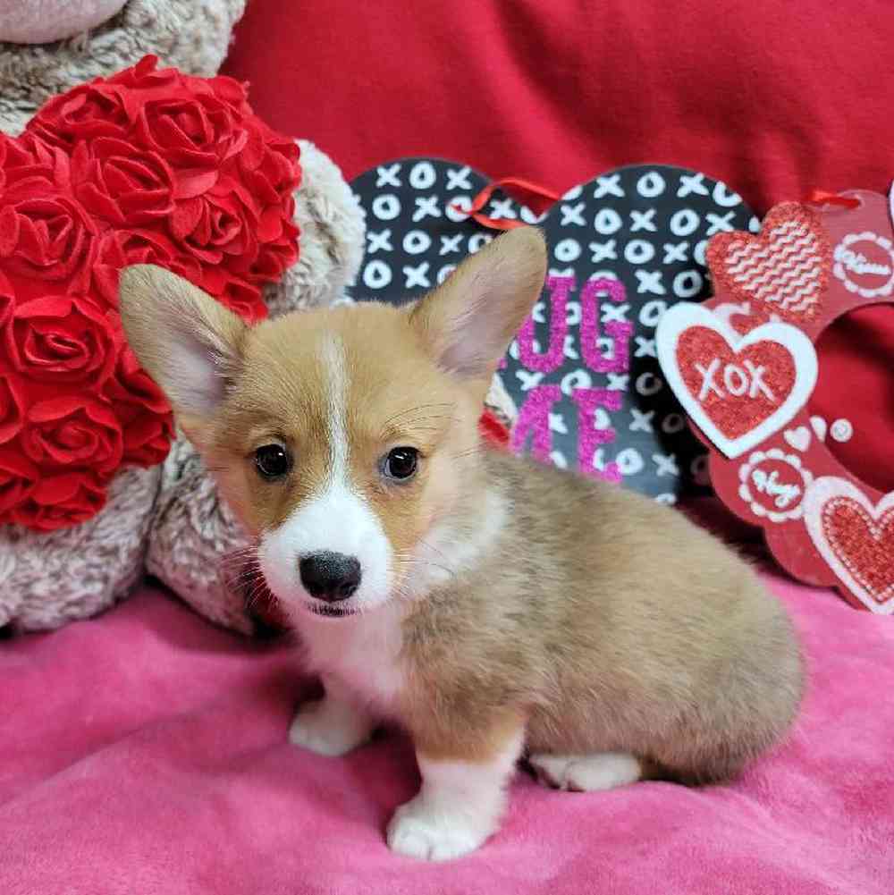 Female Pembroke Welsh Corgi Puppy for Sale in Virginia Beach, VA