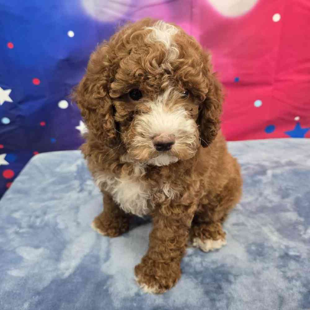 Male Poodle Puppy for Sale in Virginia Beach, VA