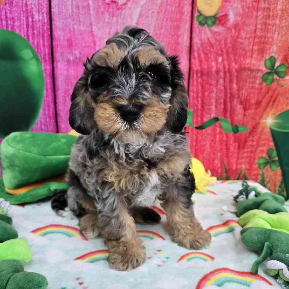 Male Mini Bernadoodle Puppy for Sale in Virginia Beach, VA