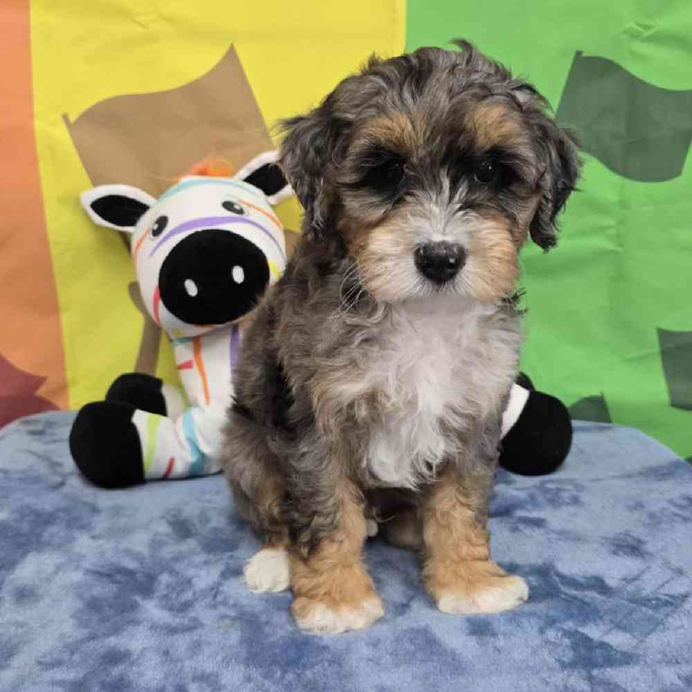 Male Mini Bernadoodle Puppy for Sale in Virginia Beach, VA