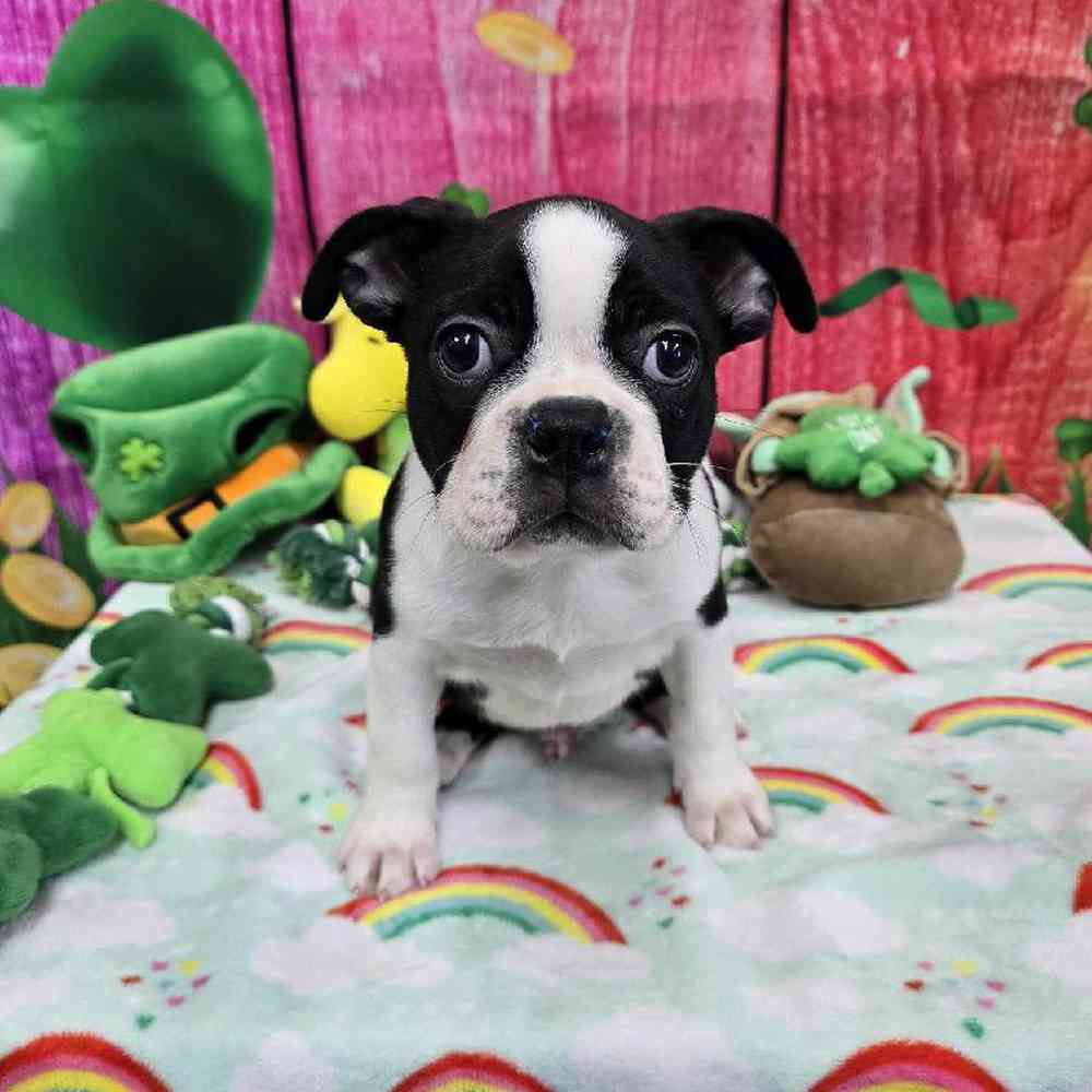 Male Boston Terrier Puppy for Sale in Virginia Beach, VA