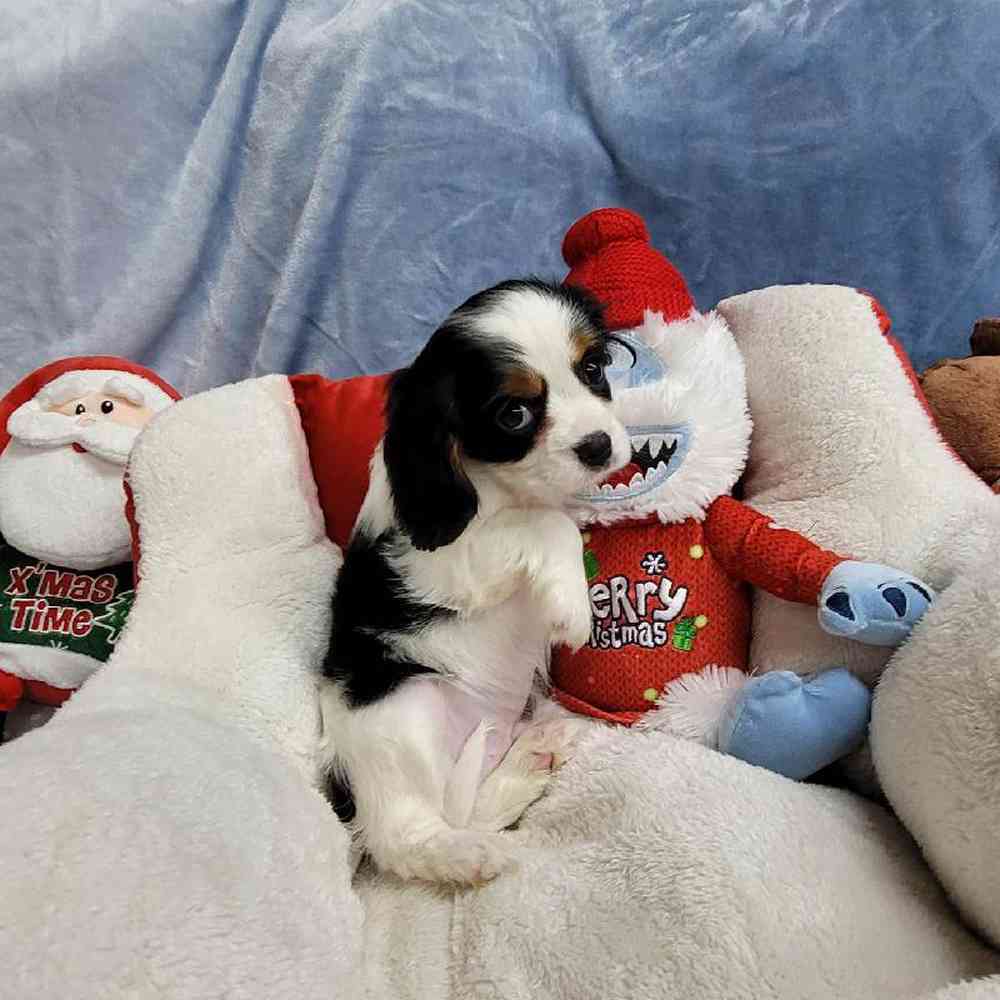 Male Cavalier King Charles Spaniel Puppy for Sale in Virginia Beach, VA