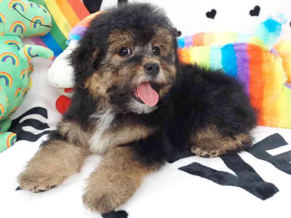 Female Morkiepoo Puppy for sale