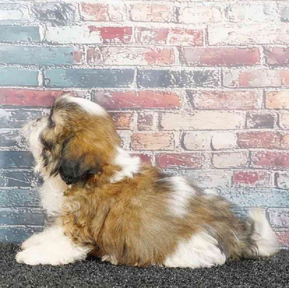 Male Teddy Bear Puppy for Sale in Virginia Beach, VA