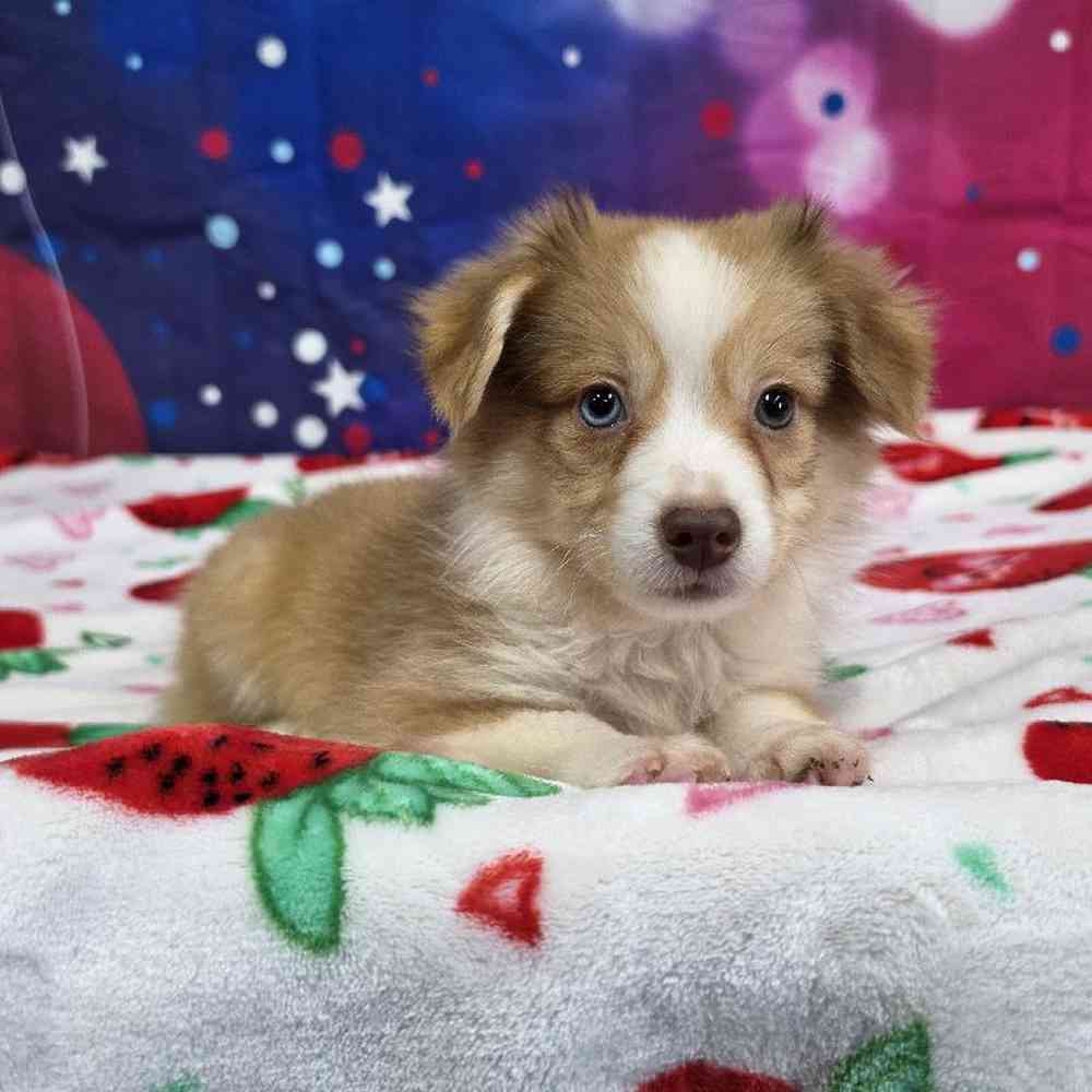 Image of a pet breed in the gallery