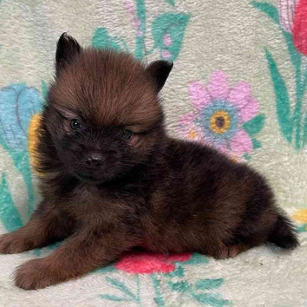 Male Pomeranian Puppy for sale