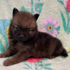 Pomeranian
