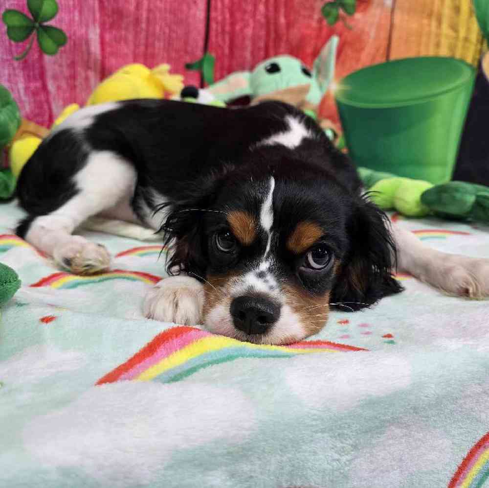 Male Cavalier King Charles Spaniel Puppy for Sale in Virginia Beach, VA