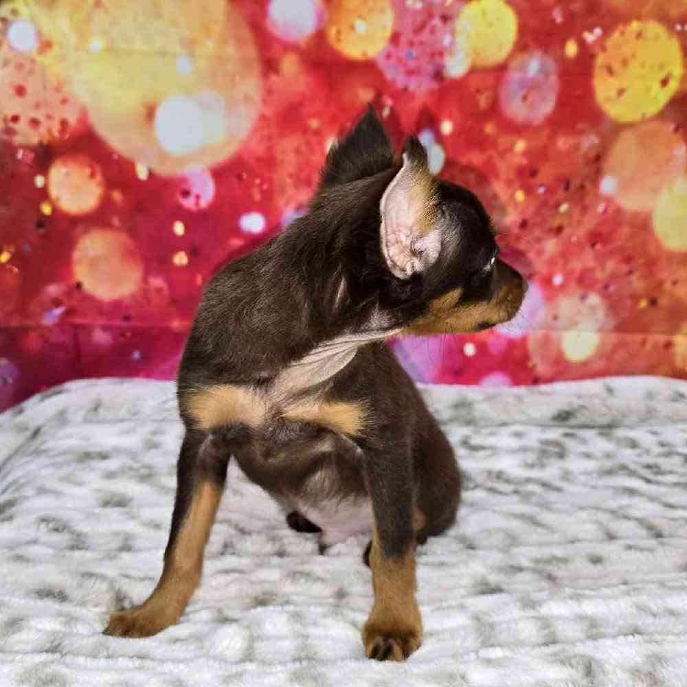 Male Min Pin Puppy for Sale in Virginia Beach, VA