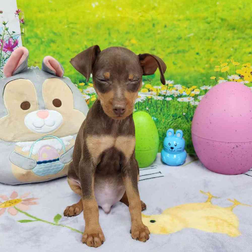 Male Min Pin Puppy for Sale in Virginia Beach, VA
